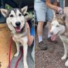 Two huskies were found, apparently abandoned, on the Sawbill Trail on Sept. 21. Photo courtesy of Arrowhead Animal Rescue